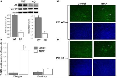 Cardiac Specific Knockout of p53 Decreases ER Stress-Induced Mitochondrial Damage